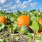 50 CONNECTICUT FIELD PUMPKIN BigTom Orange Yankee Cucurbita Pepo Vegetable Seeds