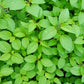 100 TOSSA JUTE Mallow Corchorus Olitorius African Sorrel Bush Okra Twine Vegetable Seeds