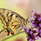 150 BUENOS AIRES VERBENA Brazilian Purple Bonariensis Patagonica Flower Seeds