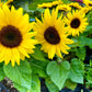 30 INCREDIBLE DWARF SUNFLOWER Helianthus Annuus Flower Seeds