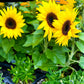 30 INCREDIBLE DWARF SUNFLOWER Helianthus Annuus Flower Seeds