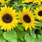 25 Dwarf SUNSPOT SUNFLOWER Helianthus Annuus Flower Seeds