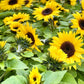 25 Dwarf SUNSPOT SUNFLOWER Helianthus Annuus Flower Seeds