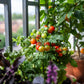 500 BULK Dwarf Cherry TOMATO TINY TIM Solanum Lycoperscium Red Fruit Seeds