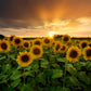 25 EBONY & GOLD SUNFLOWER Helianthus Annuus Flower Seeds