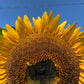 75 MAMMOTH GREY Stripe SUNFLOWER Helianthus Annuus Flower Seeds
