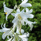 500 White PEACH LEAVED BELLFLOWER Campanula Persicifolia Flower Seeds