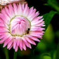 50 PINK DOUBLE STRAWFLOWER Helichrysum  Xerochrysum Bracteatum Flower Seeds