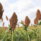 50 M81E SORGHUM Light Amber Syrup Bicolor Vegetable Grain Seeds