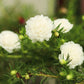 100 White PORTULACA Grandiflora / MOSS ROSE Succulent Flower Seeds