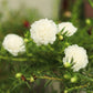100 Mixed Colors PORTULACA MOSS ROSE Grandiflora Flower Seeds