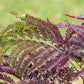 25 MIMOSA / Persian SILK TREE Albizia Julibrissin Seeds