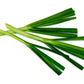 500 CHINESE LEEK (Oriental Garlic / Garlic Chives / Chinese Chives / Flat Chives) Allium Tuberosum Vegetable Seeds