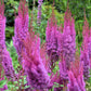 50 MIXED Colors ASTILBE BUNTER Astilbe Simplicifolia Shade Red White Purple Pink Flower Seeds