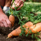 1500 TENDERSWEET CARROT Deep Orange Red Daucus Carota Vegetable Seeds