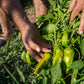 50 GREEK GOLDEN PEPPER Pepperoncini Gold Yellow Capsicum Annuum Vegetable Seeds