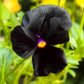 50 BLACK PANSY Clear Crystals Viola Wittrockiana Flower Seeds