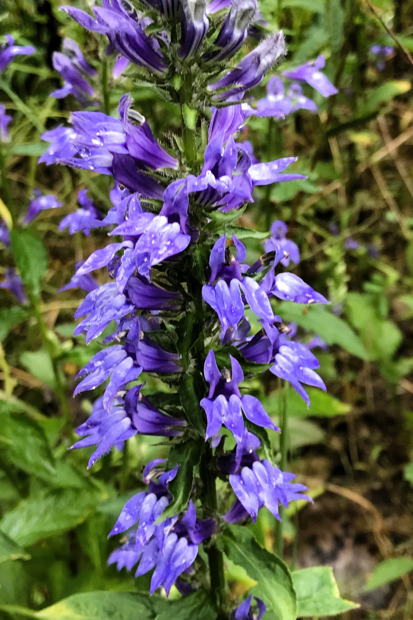 500 GREAT BLUE LOBELIA Lobelia Siphilitica Flower Seeds
