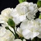50 WHITE CARNATION Dianthus Caryophyllus Grenadin Flower Seeds