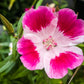 500 DOUBLE DEUCES GODETIA Grandiflora Clarkia Amoena Mixed Colors & Bicolor Flower Seeds