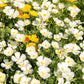 1000 MIXED Colors CALIFORNIA POPPY (Ballerina / Mission Bells) Eschscholzia Californica Flower Seeds