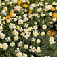 1000 WHITE CALIFORNIA POPPY Eschscholzia Californica Flower Seeds