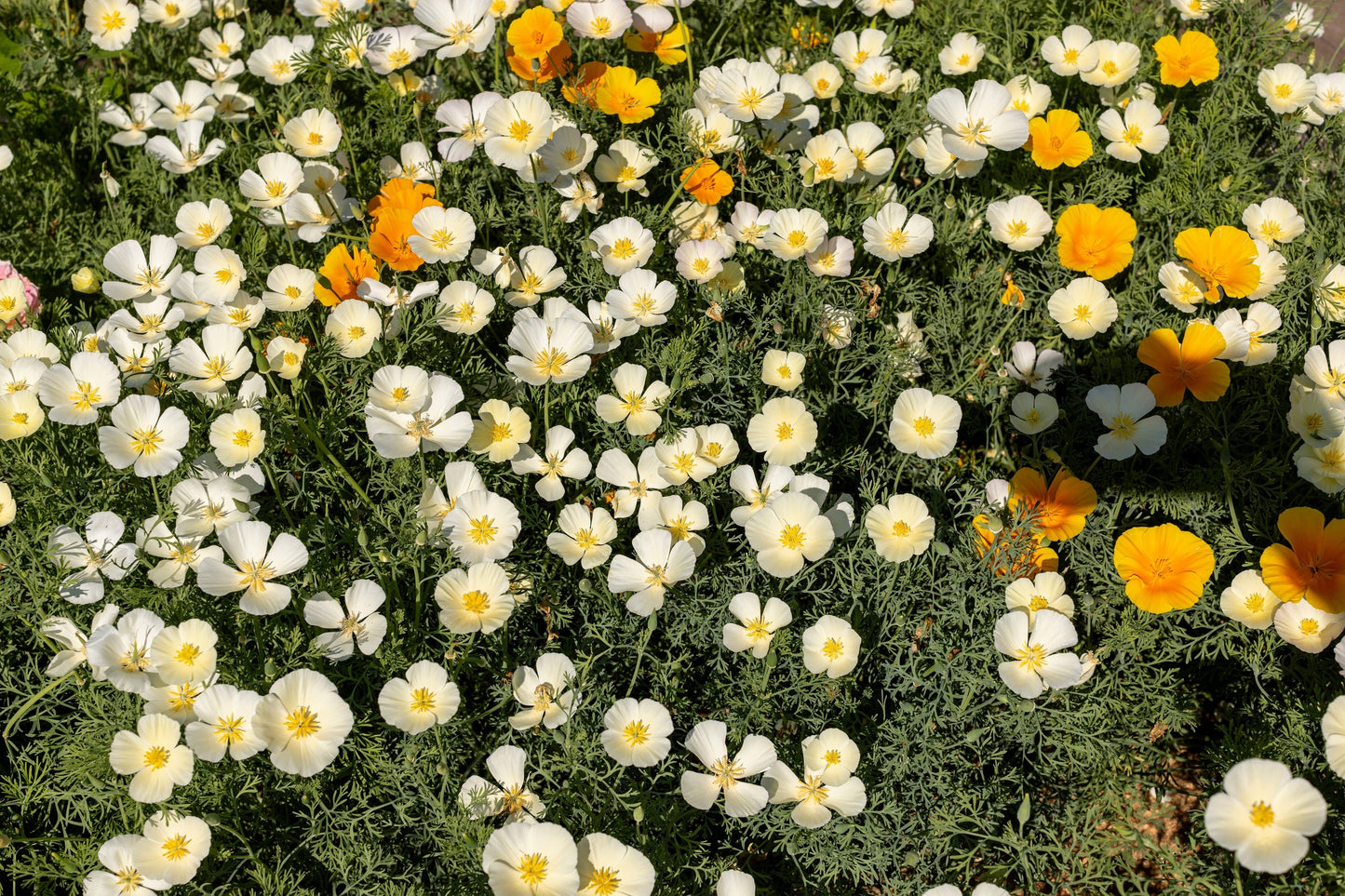 1000 WHITE CALIFORNIA POPPY Eschscholzia Californica Flower Seeds