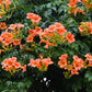 25 Orange HUMMINGBIRD TRUMPET CREEPER Campsis Radicans Vine Flower Seeds