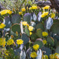 10 Yellow PRICKLY PEAR CACTUS Nopal Opuntia Ficus-Indica Flower Purple Fruit Seeds