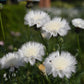 500 MIXED SWEET SULTAN Imperialis Mix Amberboa Moschata Centaurea Flower Seeds - Pink, Rose, Lilac, Purple, Mauve, White, & Yellow
