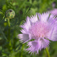 500 MIXED SWEET SULTAN Imperialis Mix Amberboa Moschata Centaurea Flower Seeds - Pink, Rose, Lilac, Purple, Mauve, White, & Yellow
