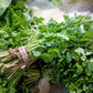 2000 Cutting LEAF CELERY Apium Graveolens Secalinum European Chinese Herb Seeds