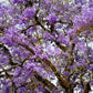 25 BLUE JACARANDA TREE ( Fern Tree / Brazilian Rose Wood / Green Ebony ) Jacaranda Mimosifolia Seeds