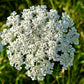 300 BLACK NEBULA CARROT Daucus Carota Root Vegetable Seeds