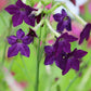 100 Heirloom MIXED COLORS NICOTIANA (Ornamental Flowering Tobacco) Nicotiana Alata Flower Seeds