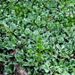 20 RED PUSSYTOES Antennaria Dioica Rubra Everlasting Flower Seeds
