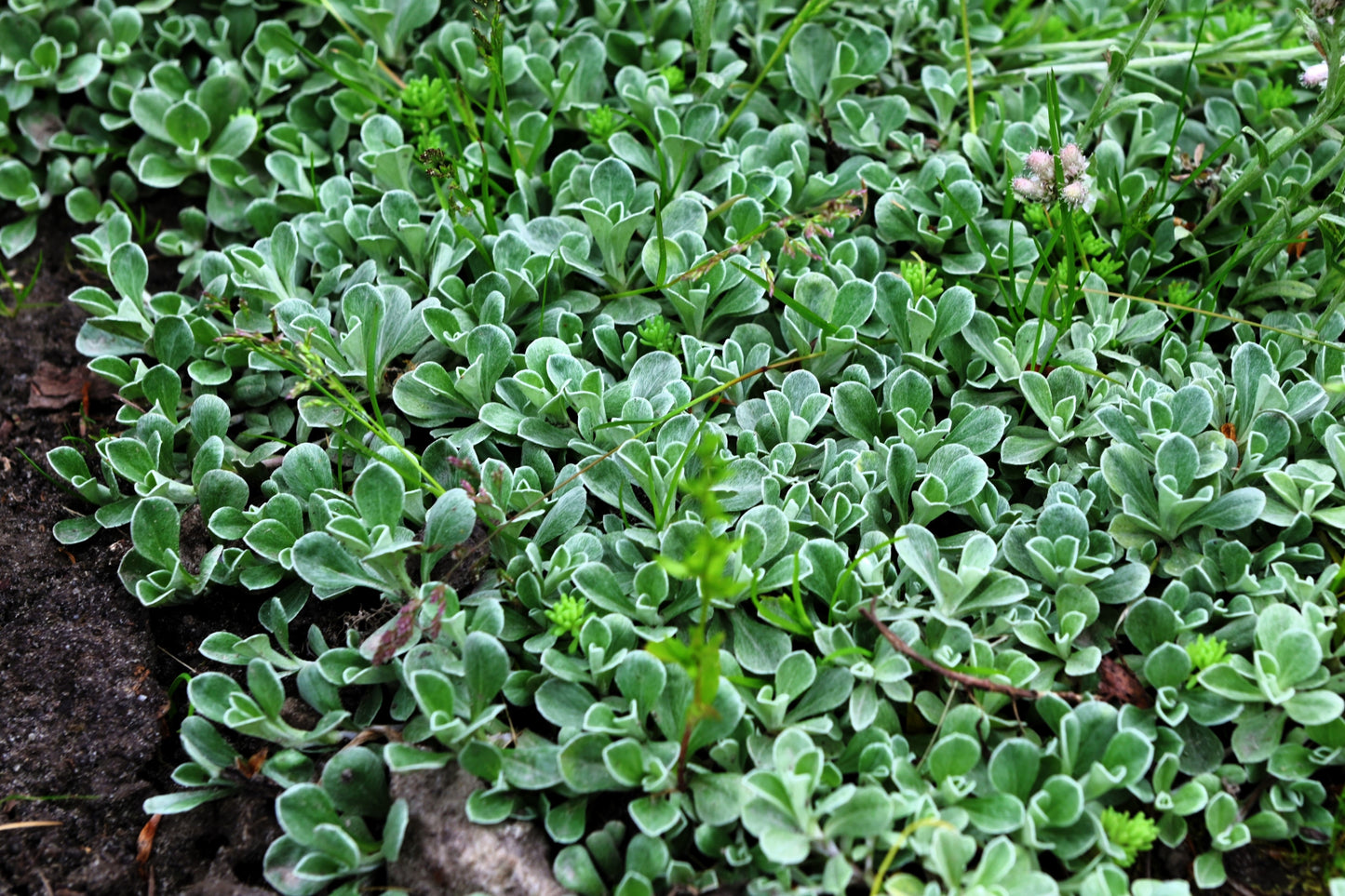 20 RED PUSSYTOES Antennaria Dioica Rubra Everlasting Flower Seeds