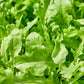 2000 ROQUETTE ARUGULA aka Rocket / Rucola / Rugula - Eruca Vesicaria Sativa Herb Vegetable Seeds