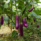 1000 LONG PURPLE EGGPLANT Solanum Melongena Esculentum Vegetable Seeds