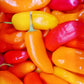 200 SANTA Fe GRANDE PEPPER (Guero Chili Pepper / Yellow Hot Chili Pepper) Capsicum Annuum Vegetable Seeds
