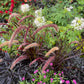 25 Dwarf Purple CHINESE FOUNTAIN GRASS Pennisetum Alopecuroides Hardy Ornamental Seeds