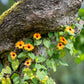 30 BLACK Eyed SUSAN VINE Thunbergia Alata Orange Yellow Black Flower Seeds