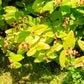 1500 Great SAINT JOHNS WORT St John's Hypericum Pyramidatum Yellow Flower Herb Seeds