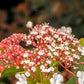 40 White OAK LEAF HYDRANGEA Quercifolia Shrub Flower Seeds