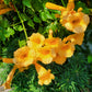 10 YELLOW HUMMINGBIRD TRUMPET Vine Flower Campsis Radicans Flava Climber Seeds