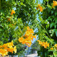 10 YELLOW HUMMINGBIRD TRUMPET Vine Flower Campsis Radicans Flava Climber Seeds