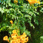 10 YELLOW HUMMINGBIRD TRUMPET Vine Flower Campsis Radicans Flava Climber Seeds