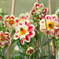 50 MIXED COLLARETTE DAHLIA Variabilis Two Tone Mix of Red Pink Purple White Yellow Maroon Peach Flower Seeds