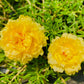 100 Mixed Colors PORTULACA MOSS ROSE Grandiflora Flower Seeds