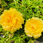 100 Yellow PORTULACA MOSS ROSE Portulaca Grandiflora Succulent Flower Seeds